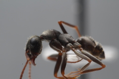 Formica cinerea