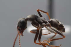 Formica cinerea