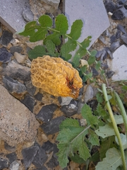 Morchella rufobrunnea