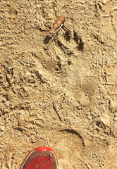 Canis familiaris