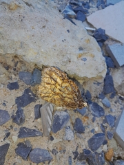 Morchella rufobrunnea