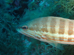 Serranus cabrilla