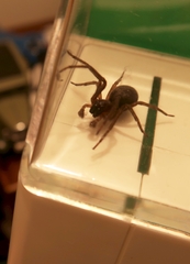 Amaurobius