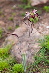 Caladenia chapmanii