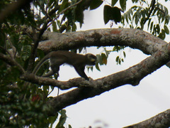 Cercopithecus cephus