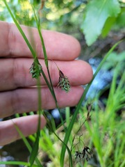Carex magellanica