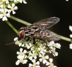 Graphomya maculata