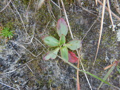 Micranthes hieraciifolia
