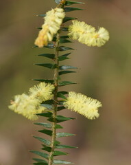 Acacia oxycedrus