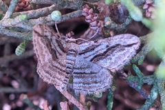 Ecleora solieraria