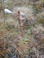 Micranthes hieraciifolia