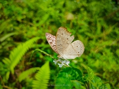 Junonia atlites