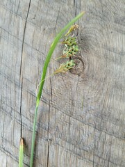Carex magellanica
