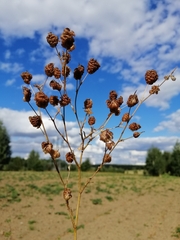 Trifolium aureum