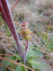 Micranthes hieraciifolia