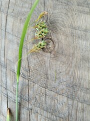 Carex magellanica