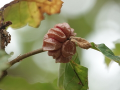 Andricus quercusstrobilanus