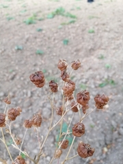 Trifolium aureum