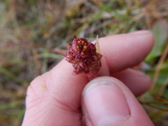 Micranthes hieraciifolia