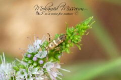 Scythris trivinctella