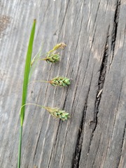 Carex magellanica