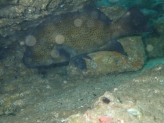 Acanthistius ocellatus