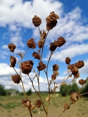 Trifolium aureum