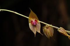 Lepanthes