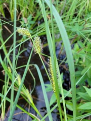 Carex rostrata