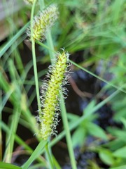 Carex rostrata