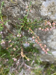 Calluna
