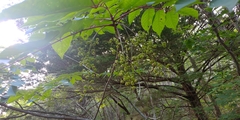 Toxicodendron trichocarpum