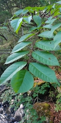 Toxicodendron trichocarpum