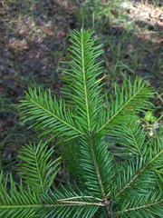 Abies sibirica