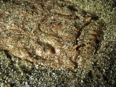 Uranoscopus scaber