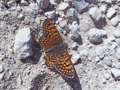 Melitaea cinxia