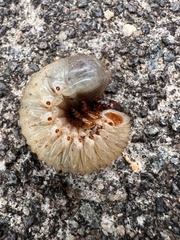 Xyloryctes jamaicensis