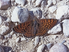 Melitaea cinxia