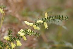 Acacia oxycedrus