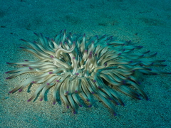 Condylactis aurantiaca