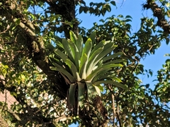 Vriesea gigantea
