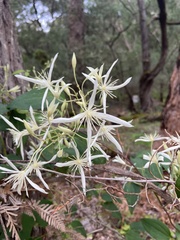 Clematis pubescens