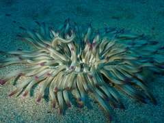 Condylactis aurantiaca