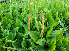 Plantago australis hirtella