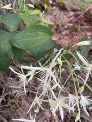 Clematis pubescens