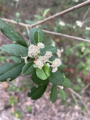 Spyridium globulosum