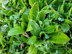 Plantago australis hirtella