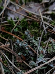 Cladonia squamosa
