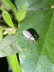 Aphrastus taeniatus