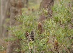 Banksia cunninghamii
